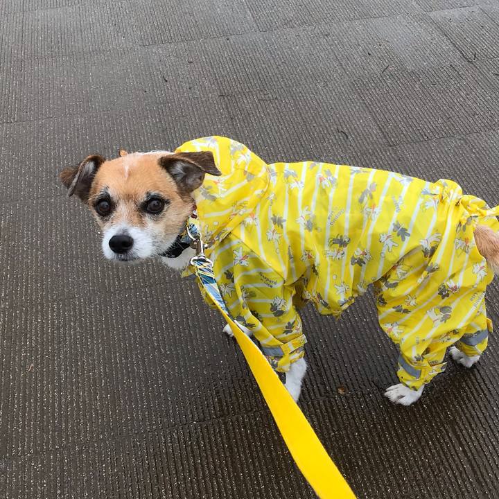 8818f78f 2611 4f87 8829 776680a171c8 1544074643618