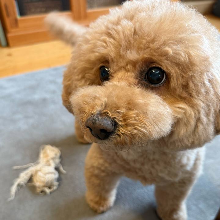 881bbe9f 01db 473f b3ca 1caa30471e0b 1771975629045