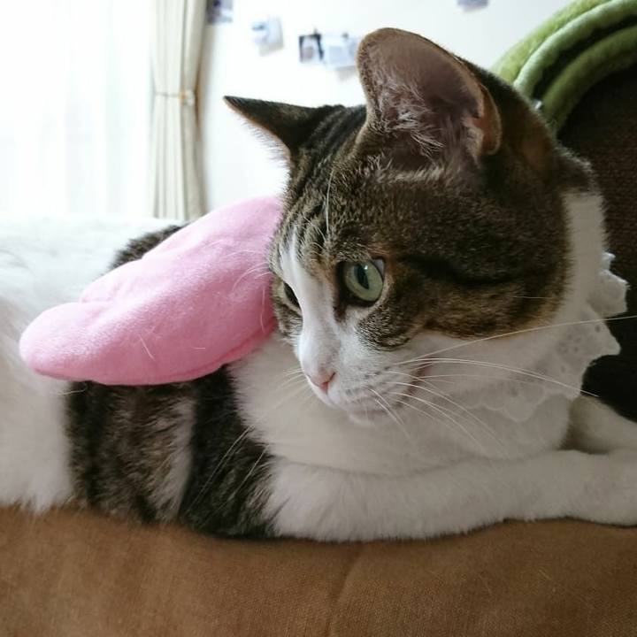 88205596 d8a9 4156 9cfe bf700636c2d0 1540600841716