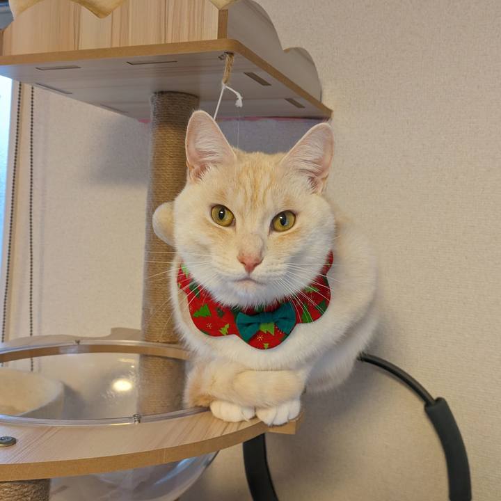 88212c80 aa79 4110 93c2 cf31098ed43f 1703465279212