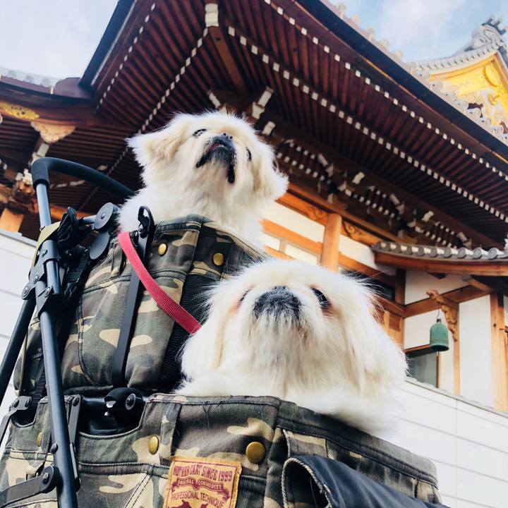 8828ca8b 9777 4cd0 b72c e13ef2b95edf 1588461297284