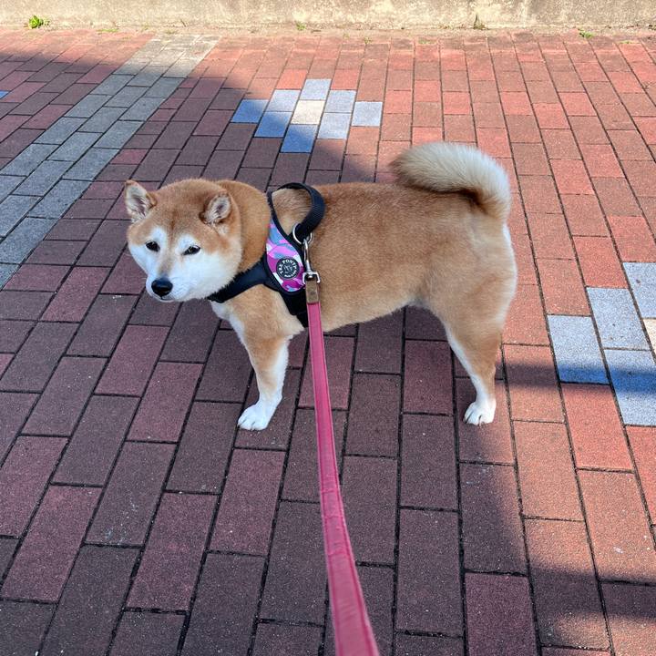 882a8c43 27a6 40ad 9fdb aa740f353ef8 1701047689700