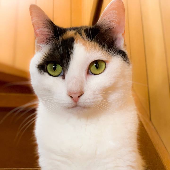 88324433 a5a0 49ec 91f6 045c7b5162d6 1563241459832