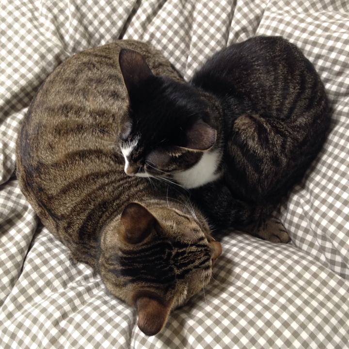 88345230 43bc 48ac b247 c89d9e2529c4 1511075753019