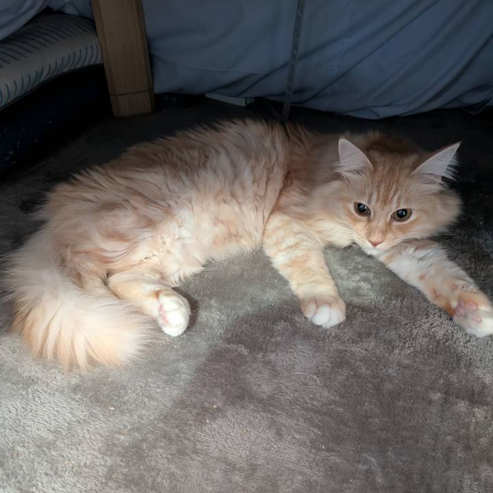 883612c8 c45a 4c5c 81d6 4d5709deadb4 1733464707711