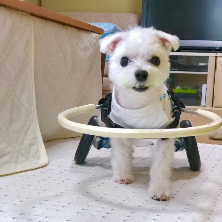 883d5e66 83a0 4b04 b5bd 82e20993fefb 1563609048657