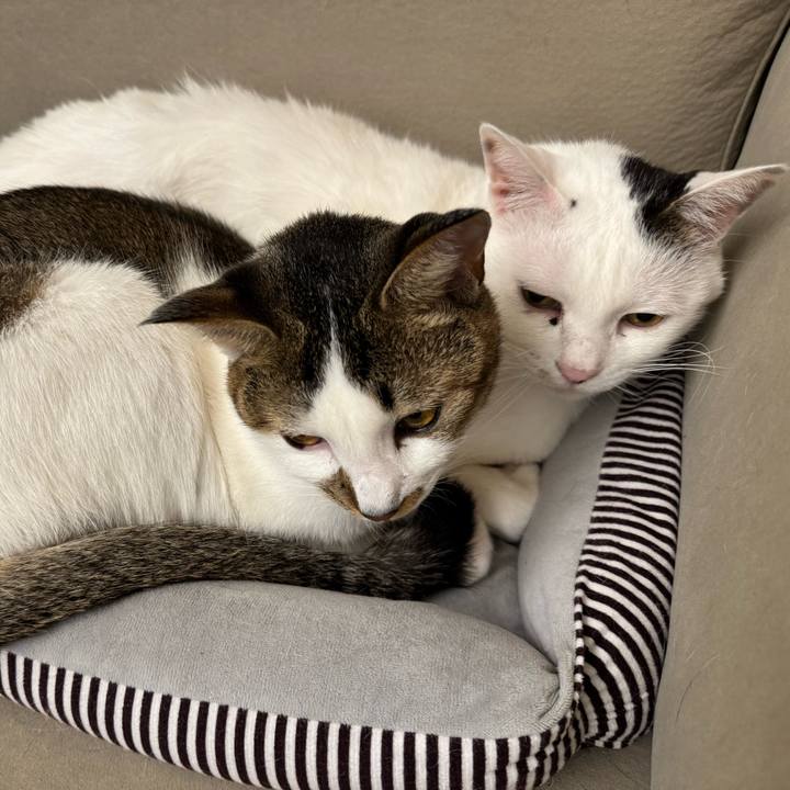 883da5a4 a041 4935 bf64 45ed52324eb6 1762527989950