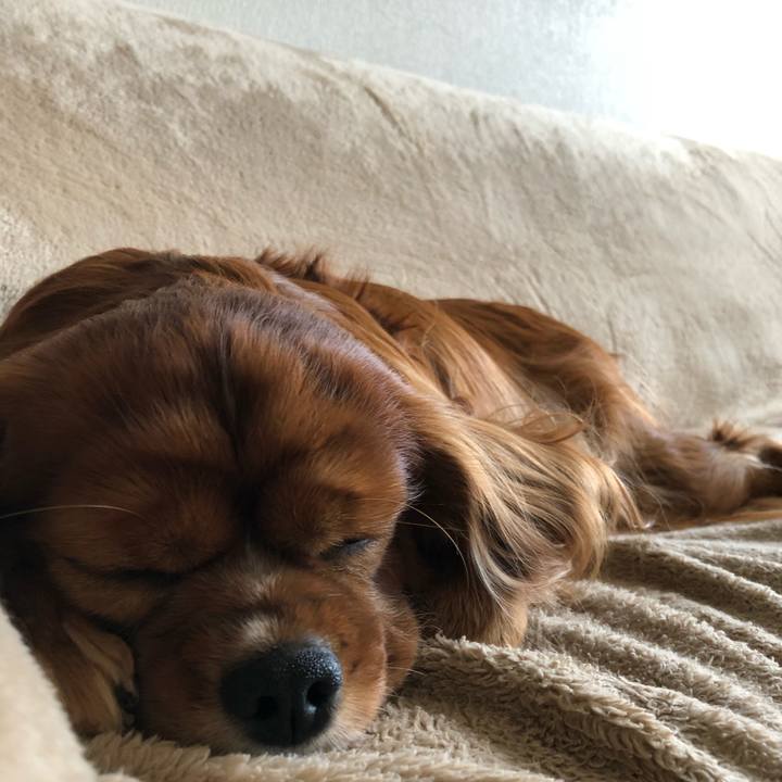 883fd246 b9c3 495c b62b cad0fc23106f 1606835455888