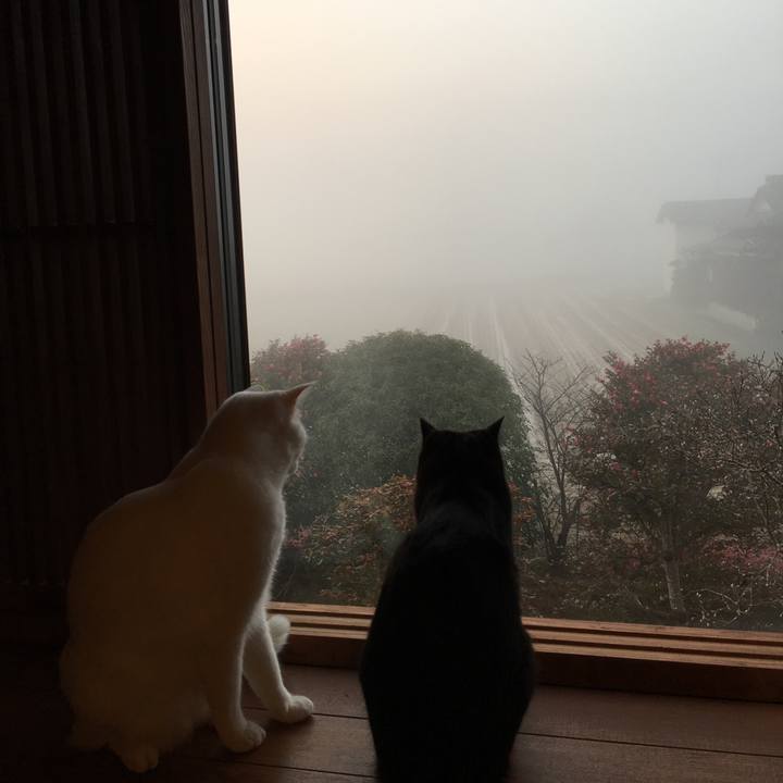 88470fb9 aa5f 4941 b1bf 9e871c50c0ef 1516401353745