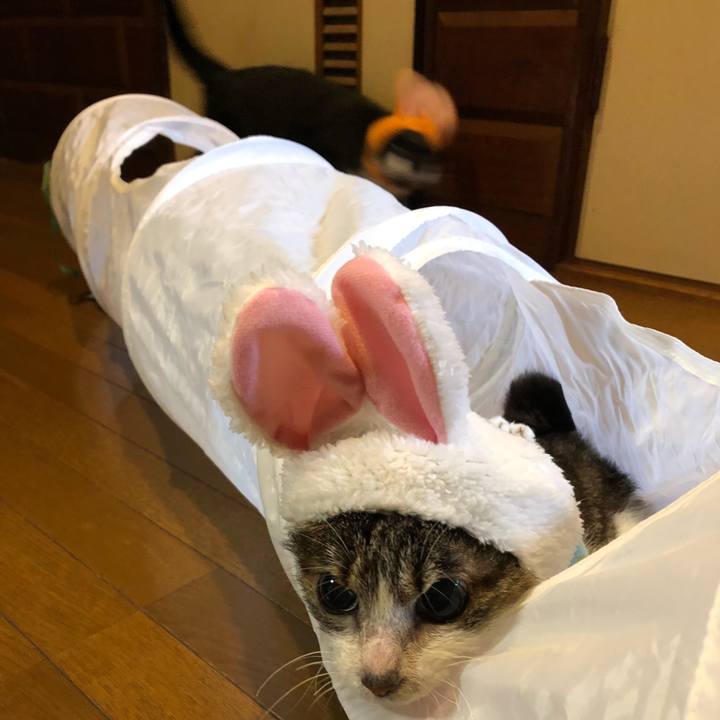 8847d99b 262f 4166 9d1b c8f33e178356 1536757320258