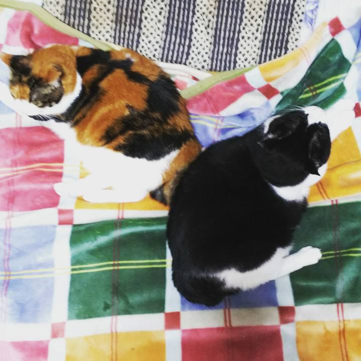 884a4a0d 5a95 4ef2 8046 3ca39f16c63f 1540379472689