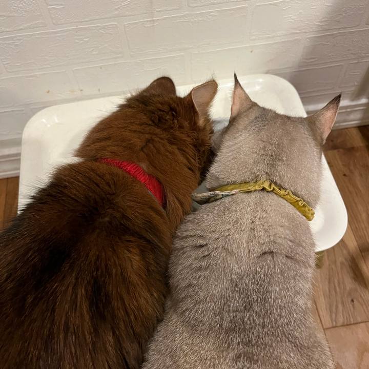 884b29e3 114d 4450 8dfa 5ab4516a1c4d 1774432419315