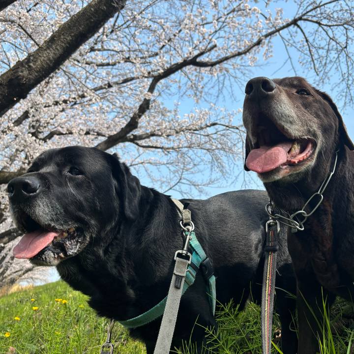 884cfb84 5a87 41c7 8aa0 80076af2275a 1774868184404