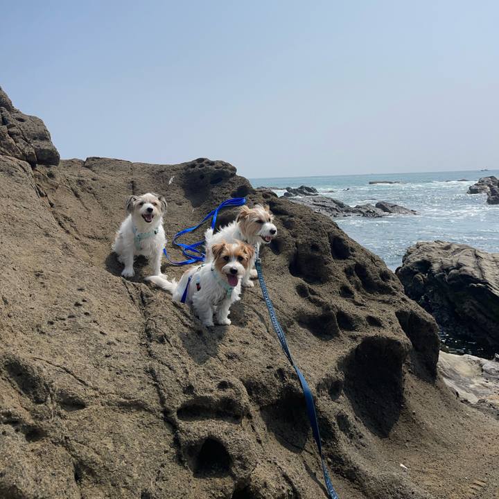 88551c65 77d2 4995 b4b4 63d80beaa69b 1774782063077