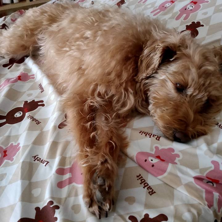 88598612 3cab 4dad 8fd5 caf66f46c3cf 1609976038258