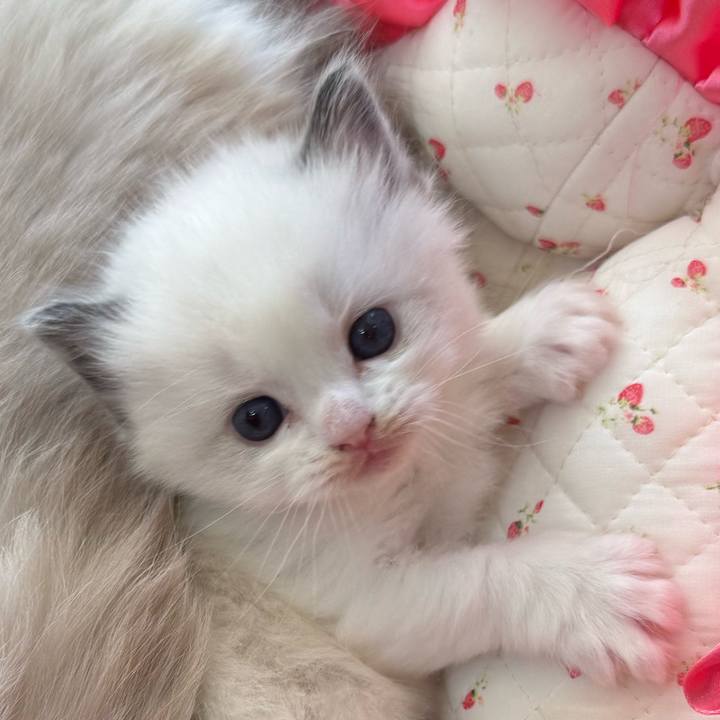 885bf63d 2064 4678 86ba eccf50c72544 1764461385894