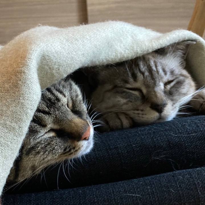 8860269f 0b8b 4d6a ad21 c78cd958a908 1640495608876