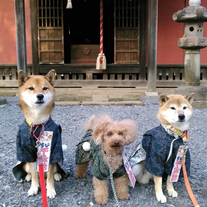 88604759 41c0 4a60 a5e4 10d47dcc2619 1510736592004