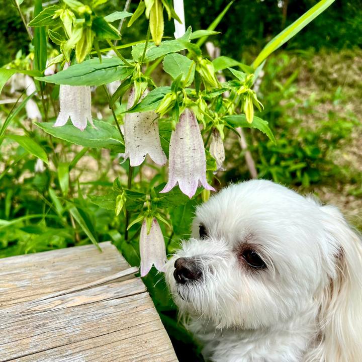 886138e8 18a2 4b47 926c 86a186df35ef 1654746066932