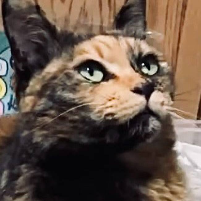 88619053 94ac 4fc7 99b2 8fef1174808e 1742730500570