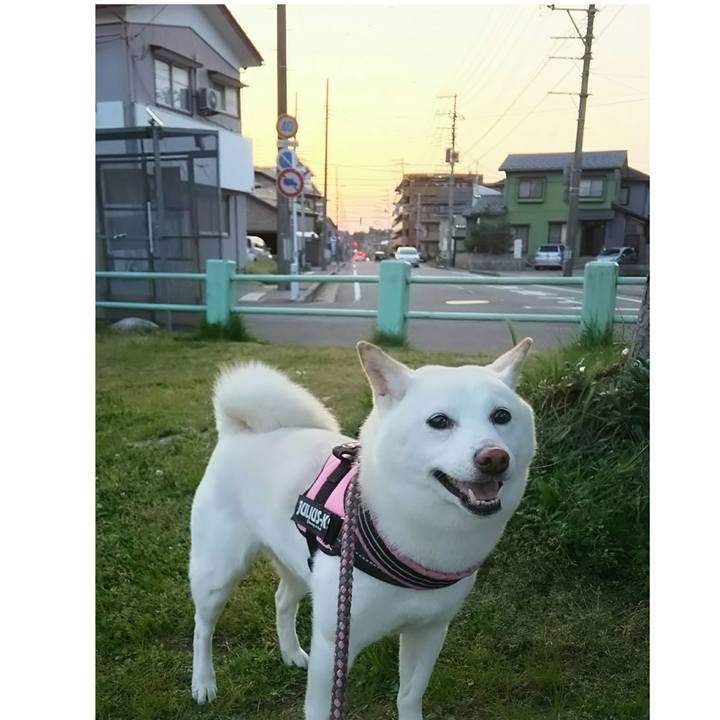 8865cc99 6304 43d3 ab6b 6c071de3f91e 1526378829957