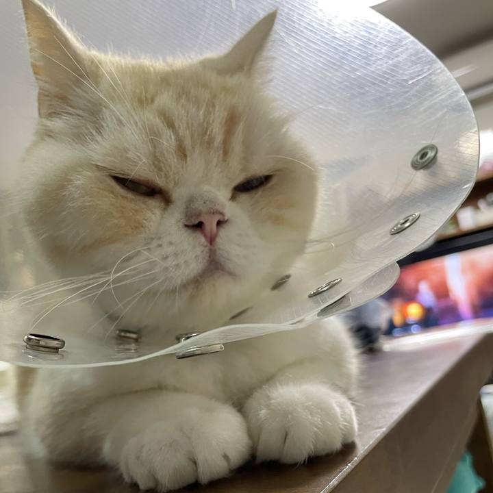 8867fb5e 2e8e 4f80 8dfb 0f12fde07201 1753447333619