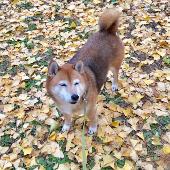 886801e2 c4bf 4b37 9477 45d39f024827 1606887474637