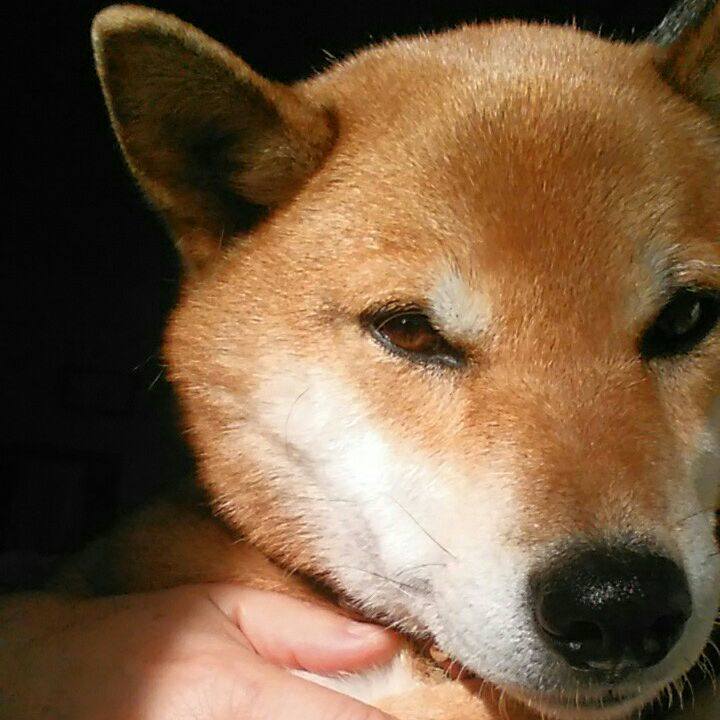 886c35a5 c0b2 477b baaa fd7261d2fc15 1543394245831