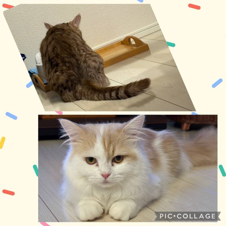 8870a6ef dc60 4e06 b153 d17c0438cf3d 1755516475616