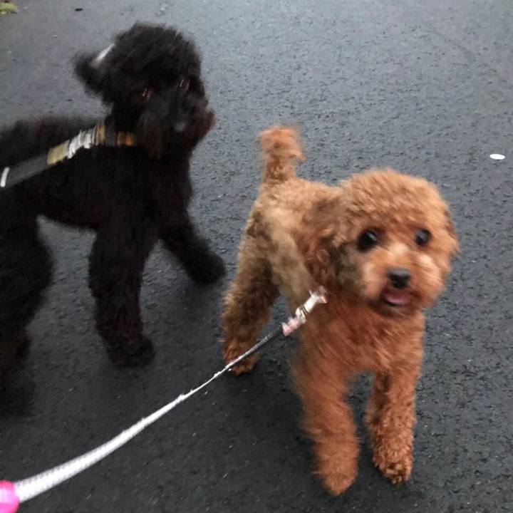 88723ff5 d397 446c b52a f4491919dd5c 1508237995547