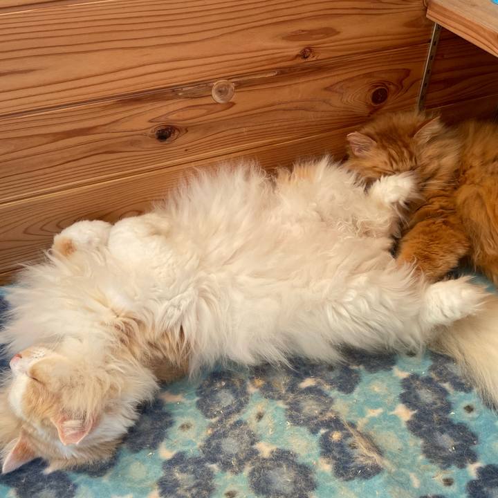 887ecd11 4245 416a b644 223a08c89636 1671572238968