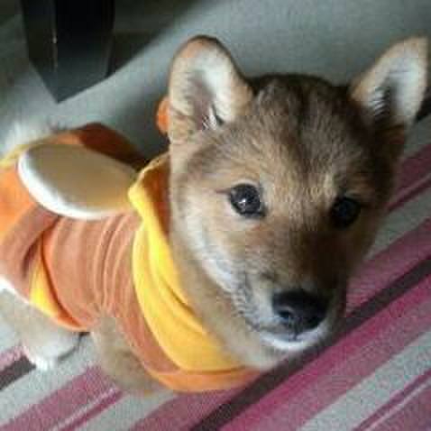 8884be75 8c2a 4a3e 80cd 445018c567ec 1535431942290