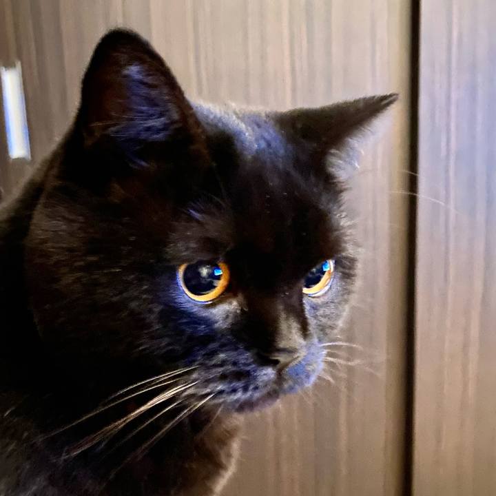 8888cea4 cdc5 4410 9aad cf63f78c34b7 1668866585046