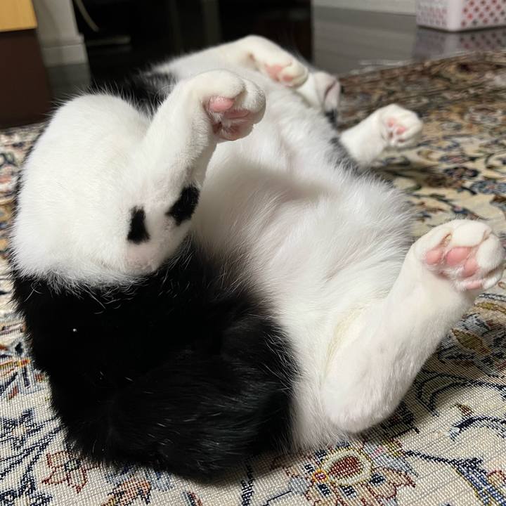 888a1526 c07c 415f 9be7 250555d55d27 1765636174152