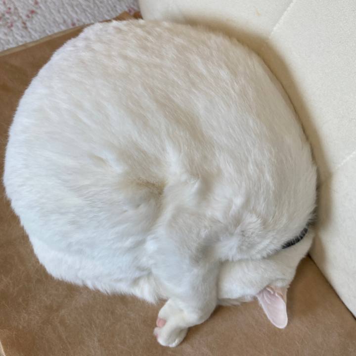 888c42e6 6266 46b6 bdc4 24432e389a93 1651213586702