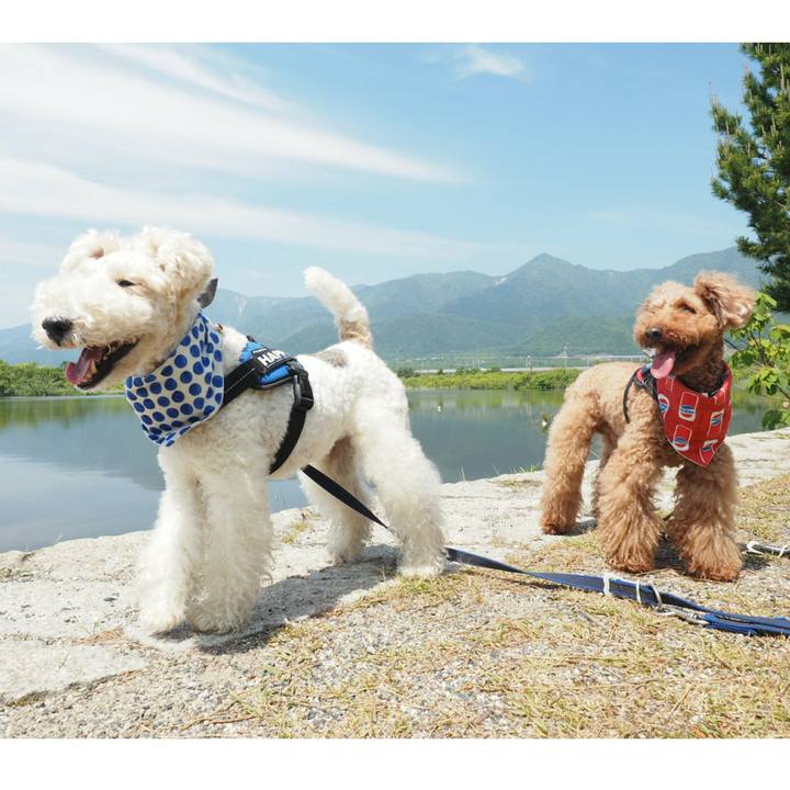 888d95a0 eb3e 41a4 8f20 2a3a535f1454 1526106682794