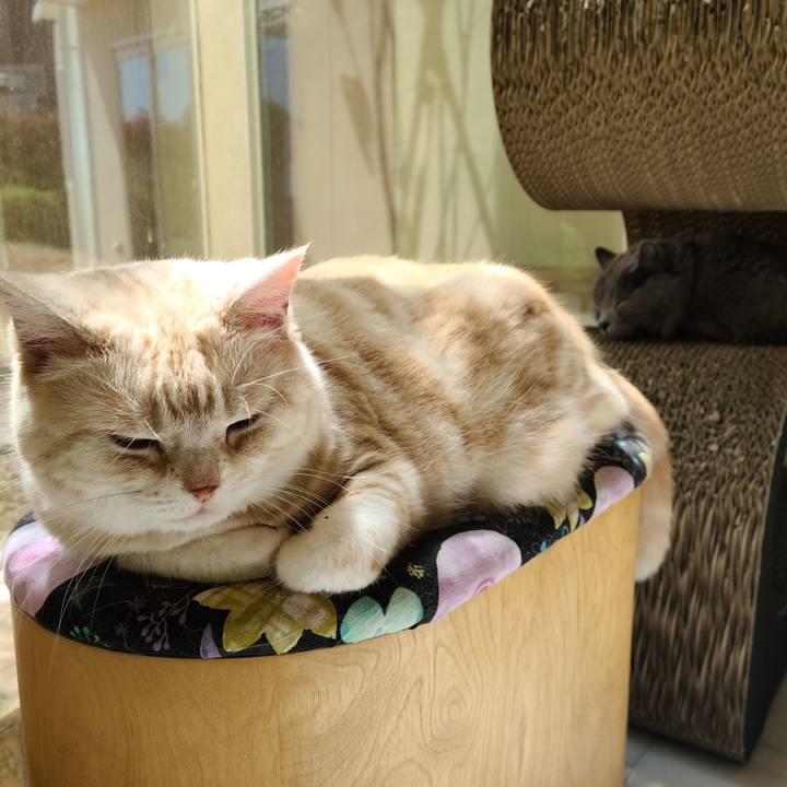 888e151c 03c1 4bbb b7ee 53e239a39246 1618455289245