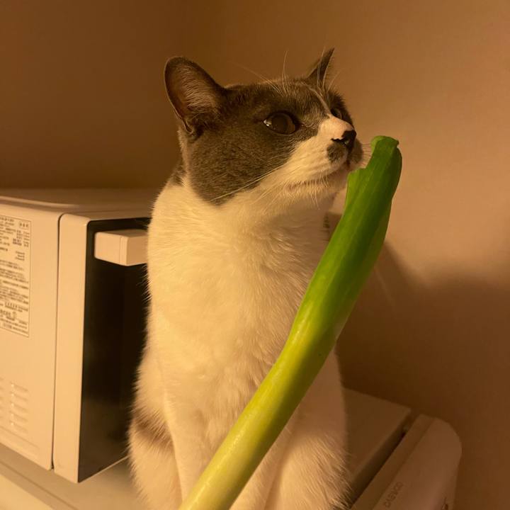 88924748 32a0 4c61 8e55 551b2e8f0462 1703067425417