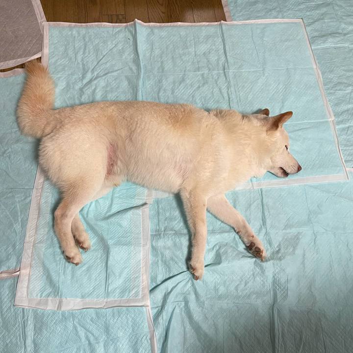 88935615 0946 42cd ae62 8d65347a4cf8 1635400367450