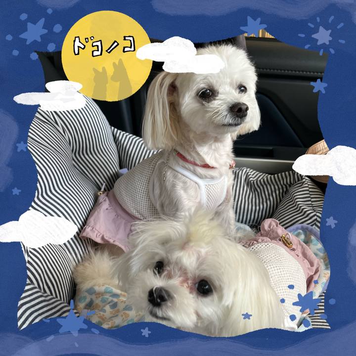 8894d9cb 46a2 43fb a588 6885371cc7b8 1726994896530