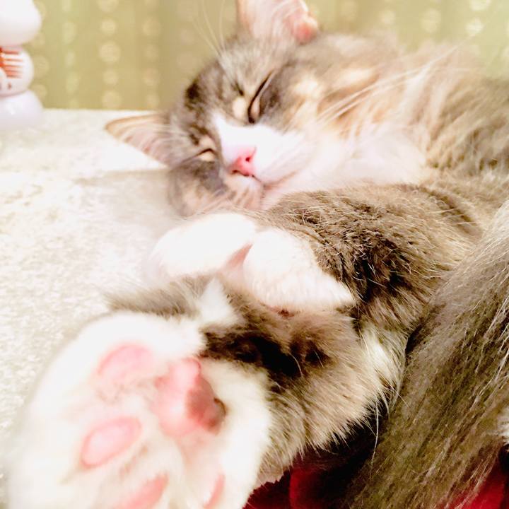 8899cb15 b3d6 4d08 8726 58dec87cfd39 1545614807287