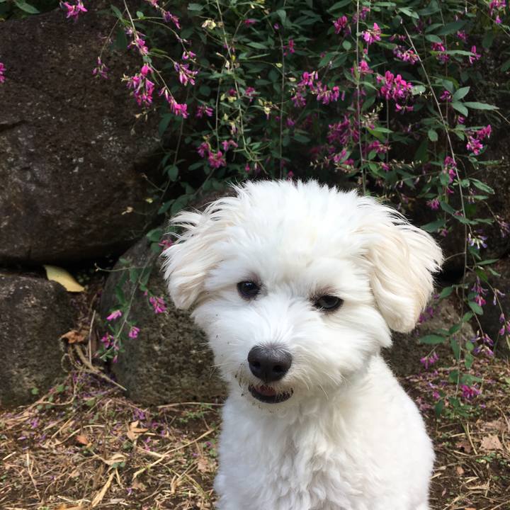 889a5d9a b207 460c 860e 187cb243ba8a 1541651243337