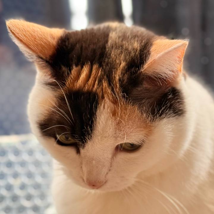 889c8ef0 0655 46f4 9367 68b8a8abfe7f 1743820053092