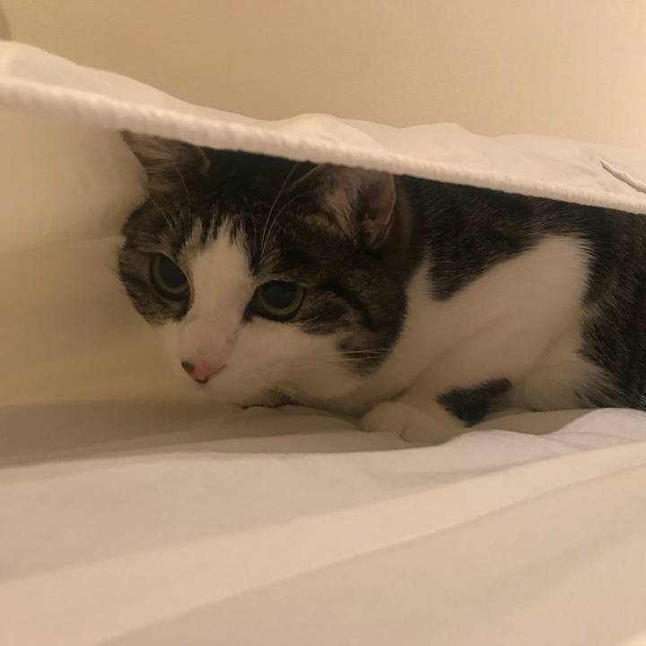 88a0332b 5545 4fb8 9bb2 7285a077ea7b 1517706887297