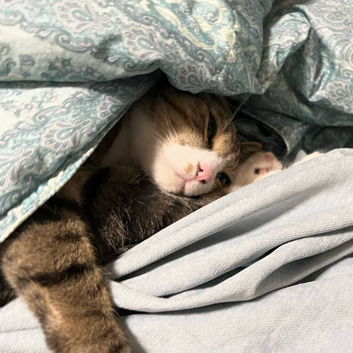 88a261c2 b033 45e6 87b9 0a5df7510a2a 1738535774520