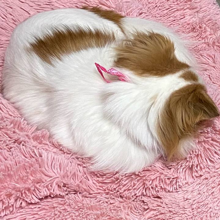 88a33980 a6b4 4073 b9ef cc389a07735a 1587736531989