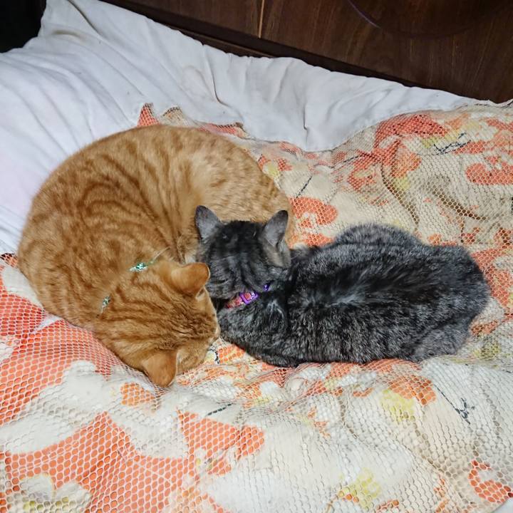 88a361a4 77b8 4086 bfac 12f305c81d6c 1581082488712