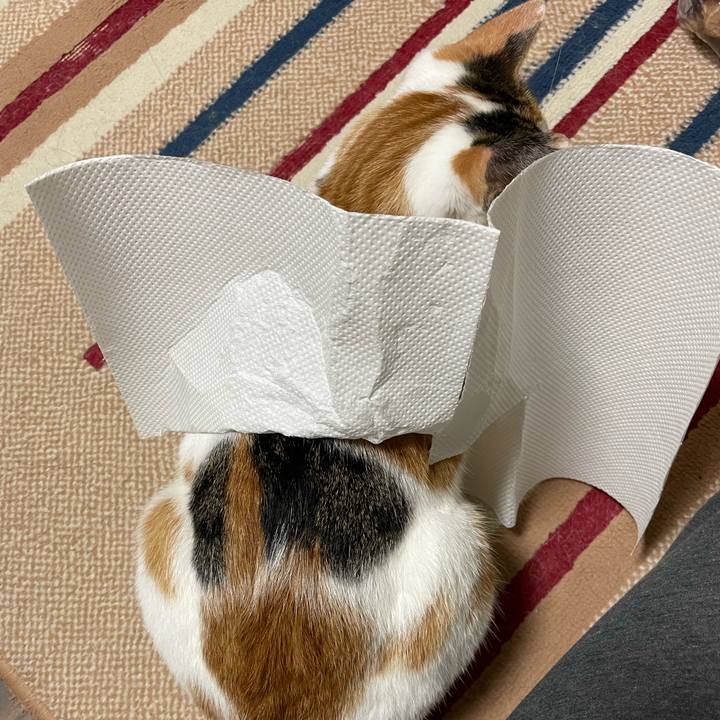 88a8bad1 51e9 48d4 8c34 64dc9655c0e6 1635896353543