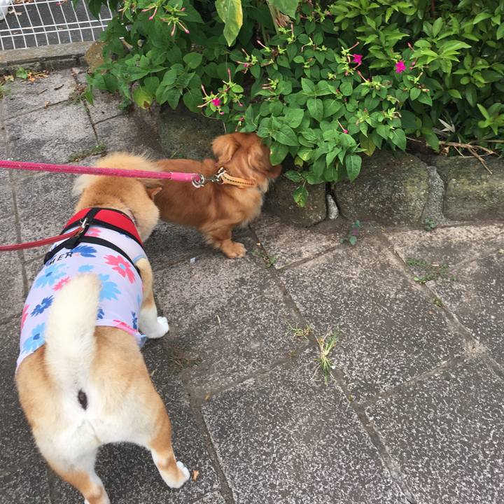 88aad18d 36bf 4dd9 890d bd85e28386ec 1596937224621