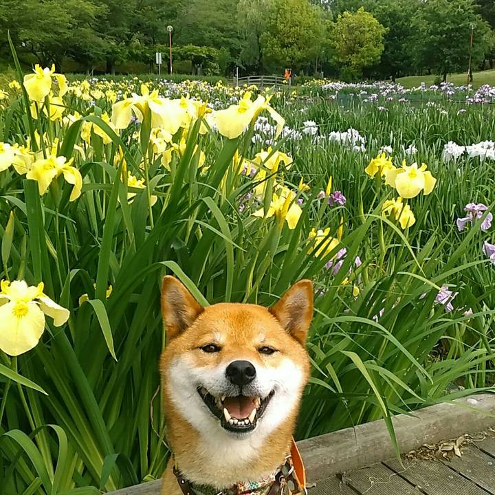 88aafbde 9022 464a a133 378ece7fbea8 1527551337085